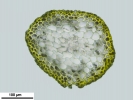 Hygroamblystegium humile
