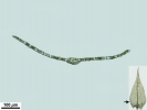 Hygroamblystegium humile
