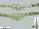 Hygroamblystegium humile