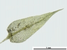 Hygroamblystegium humile