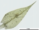 Hygroamblystegium humile