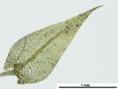 Hygroamblystegium humile