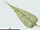 Hygroamblystegium humile