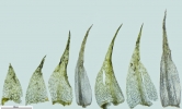 Hygroamblystegium humile
