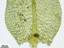 Hygroamblystegium humile