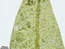 Hygroamblystegium humile