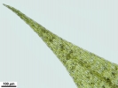 Hygroamblystegium humile