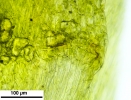 Hygroamblystegium humile