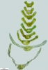 Didymodon umbrosus