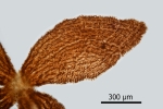 Diplophyllum obtusifolium