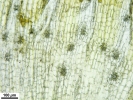 Orthotrichum rogeri