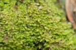 Lophozia silvicola