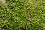 Lophozia silvicola