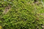Lophozia silvicola
