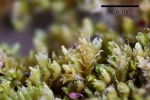 Lophozia silvicola