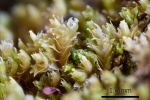 Lophozia silvicola
