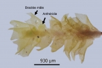 Lophozia silvicola