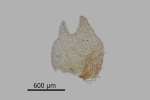 Lophozia silvicola