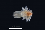 Lophozia silvicola