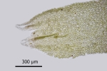 Lophozia silvicola