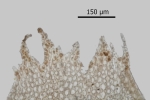 Lophozia silvicola