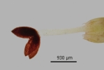 Lophozia silvicola
