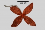 Lophozia silvicola