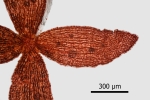 Lophozia silvicola