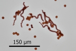Lophozia silvicola