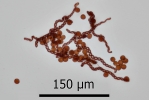 Lophozia silvicola
