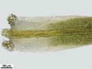 Tortella inflexa