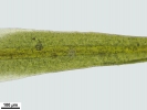 Tortella inflexa