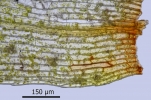 Entosthodon obtusus