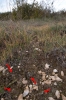Riccia crustata