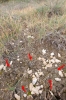 Riccia crustata
