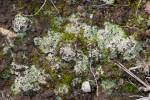 Riccia crustata