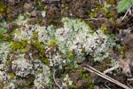 Riccia crustata