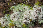 Riccia crustata