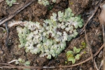Riccia crustata