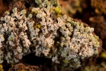 Riccia crustata