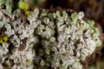 Riccia crustata