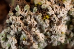 Riccia crustata