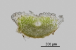 Riccia crustata