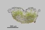 Riccia crustata