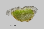 Riccia crustata