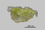 Riccia crustata
