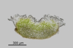 Riccia crustata