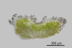 Riccia crustata