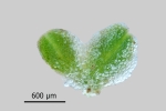Riccia crustata