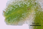 Riccia crustata